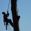 Intermountain Tree Experts