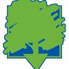 Southern Shade Tree