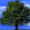 Tree-Tech