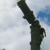 Top Notch Tree Care