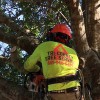 TriCounty Tree Service