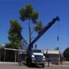 Tucson Tree Removal Service