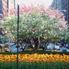 Urban Plantscapes