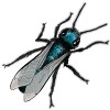 Urban Pollinators