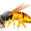 USA LIve Bee Removal