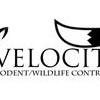 Velocity Rodent/Wildlife Control