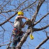 Oscar's Expert Tree Service