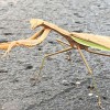 Wake Pest
