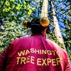 Washington Tree Experts