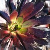 Waterwise Botanicals
