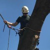 Wellnitz Tree Care