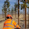 West Coast Arborists