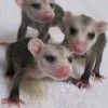 WildCare Solutions