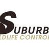 Suburban Wildlife Control