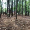 Williams Land Service