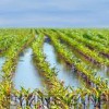 Williamson Farm Drainage II
