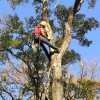 Chop Chop Tree Care Wilmington
