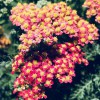 Wilmore Nursery Garden Center & Greenhouse