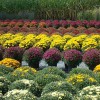 Windmill Gardens & Nursery