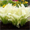 Wisconsin Landscaping & Garden Center