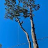 Woodland Tree Service