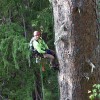 Wyoming Tree Care