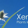 Xera Plants