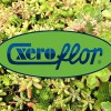 Xero Flor America