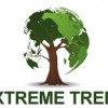 XTreme Tree