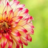 Yard ' N Garden Land