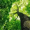 A Cut Above Tree Service
