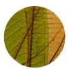 GreenPod Development