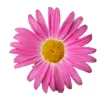 United Plant Growers