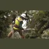 A-1 Tree Service