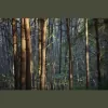 Tree Service Kansas City