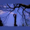 P.I.N.K. Chainsaw Tree Service