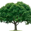 Arbor Services