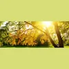 Able Tree Service
