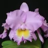 Carter & Holmes Orchids