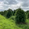 Friese Trees