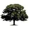 Arundel Tree Service
