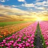 Lush Landscapes
