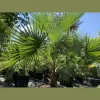 South Miami Landscape Nursery