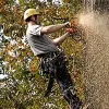 White Horse Tree Care
