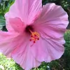 Simply Flowers