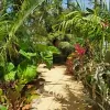 Tropic Greenery