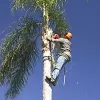 Pete's Tree Service