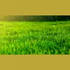 Modern Lawn Care