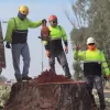 Cut It Right Tree Service