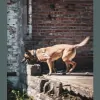 Action K-9 Security